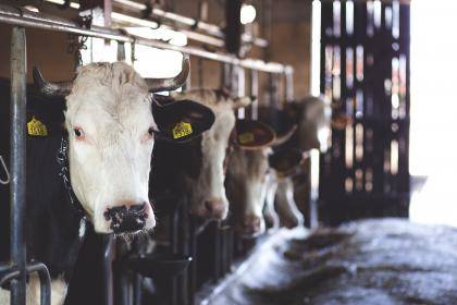 Eating Ethically and Sustainably Cows